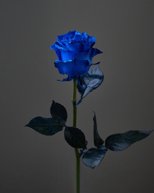 «Blue Rose»  80 cm